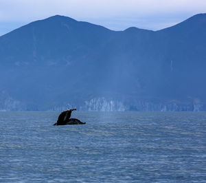 The beautiful seascape with whale tail. select focus