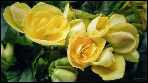 Close-up of yellow flower
