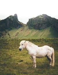 Horse standing on field