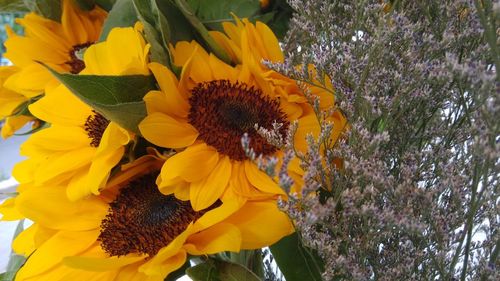 Close-up of sunflower