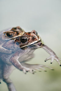 Close-up of a frog