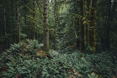 Sword ferns and moss covered trees in a temperate rainforest