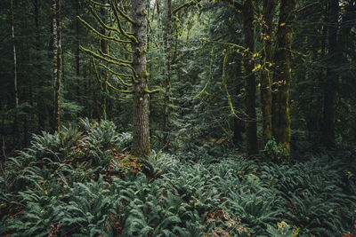 Trees in forest