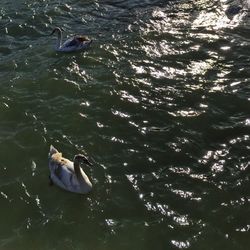 Ducks swimming in water