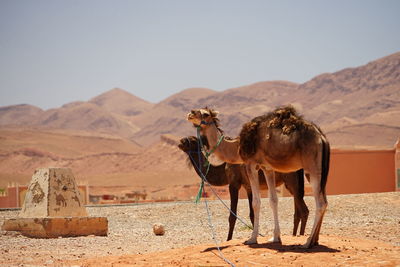 Camels walking on desert against clear sky