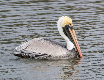 Close-up of pelican swimming in lake