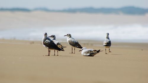 Seagulls on beach