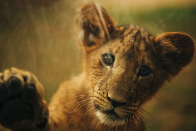 Close-up portrait of a lion cub looking away
