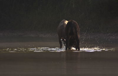 Horse drinking water in a lake