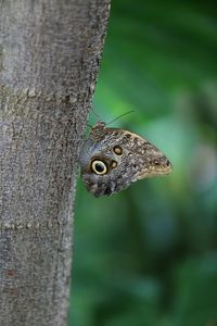 Close up of butterfly