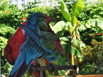 Close-up of a bird perching on plant