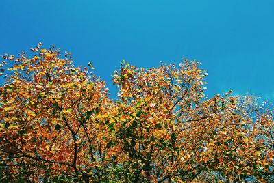 Low angle view of trees against clear blue sky