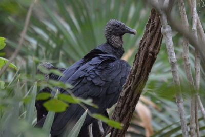 A black vulture perched on a tree branch facing away from the camera 