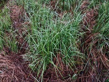 High angle view of grass on field