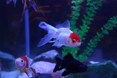 Fish swimming in sea