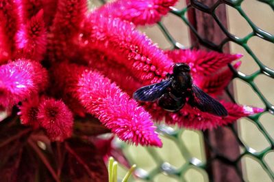 Close-up of insect on pink flower