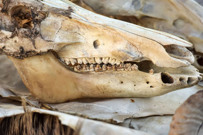 Close-up of animal skull