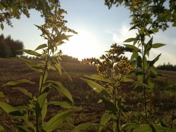 Plants growing on land against sky during sunset