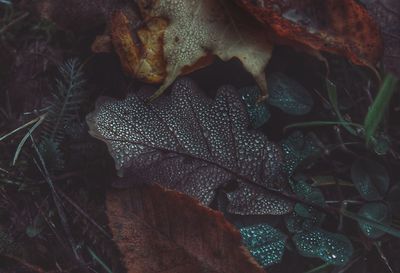 Close-up of wet leaves during rainy season