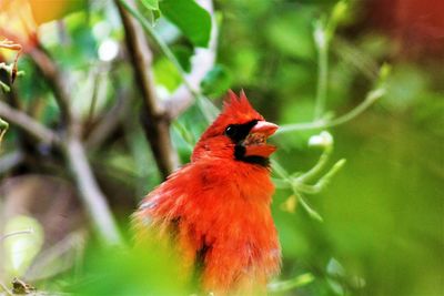 Close-up of a cardinal bird on branch