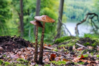 Close-up of mushroom growing on field