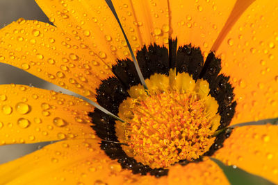 Close-up of wet yellow flower