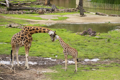 Giraffe in a zoo