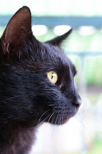 Close-up of cat looking away