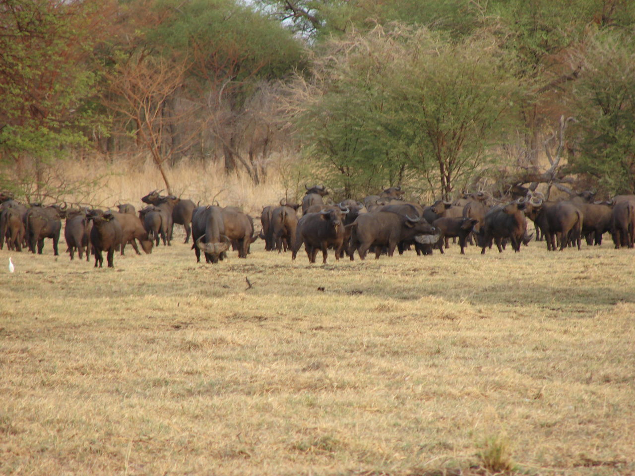 HERD OF HORSES IN A FIELD