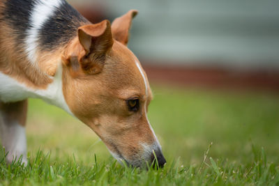 View of a dog on field