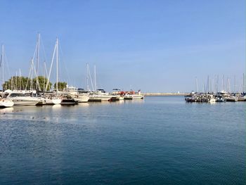 Sailboats moored in harbor