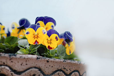 Close-up of potted plant