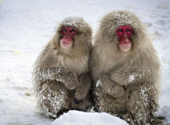 View of monkey on snow covered landscape