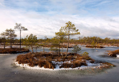 Bare trees on snow covered landscape against sky