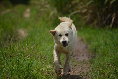 Portrait of dog on field