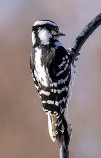 Downy woodpecker perch up high