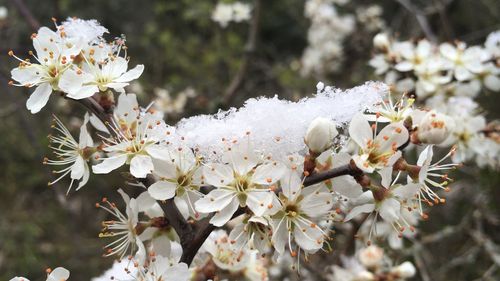 Close-up of white flowering plant