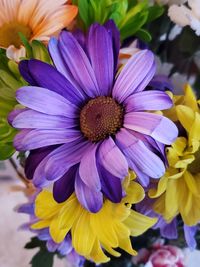 Close-up of purple flowering plant