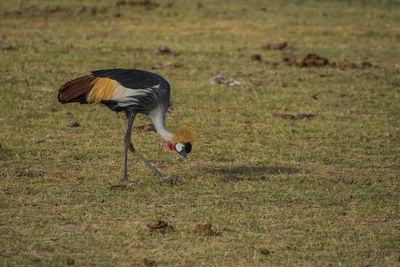 Bird on field