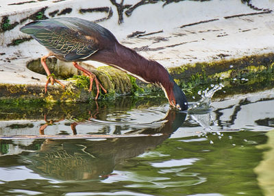 Side view of a bird drinking water