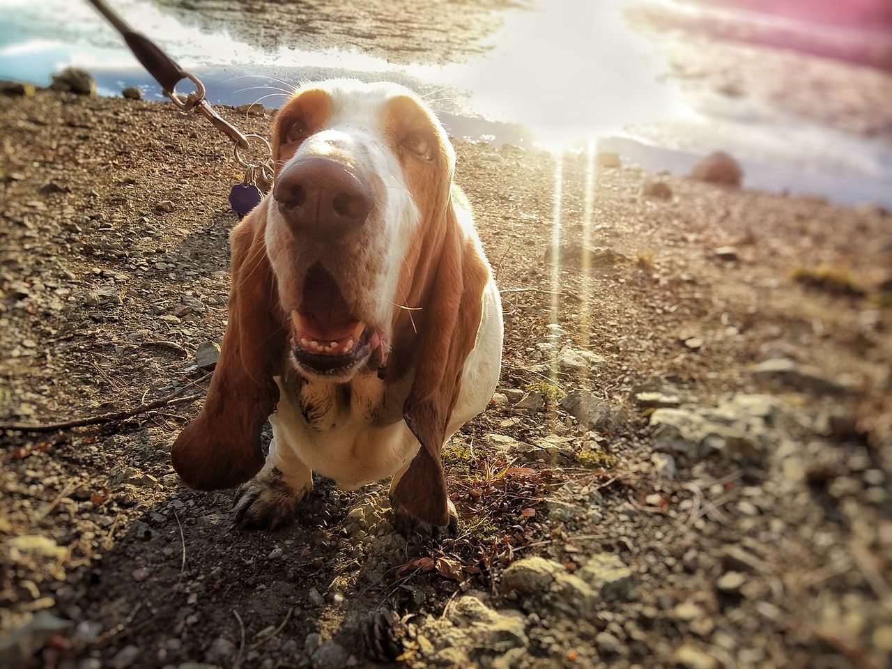 #bassethound #justforfun