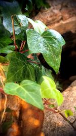 Close-up of insect on plant