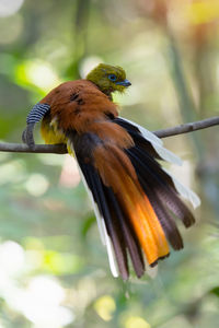 Close-up of bird perching