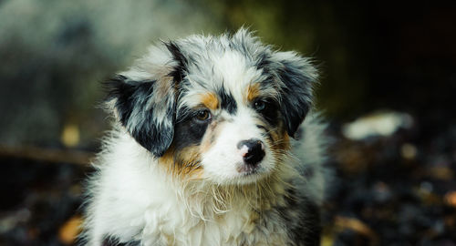 Close-up portrait of dog standing on field