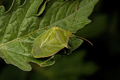 Close-up of leaves