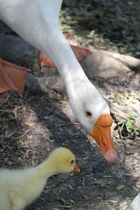 Close-up of hand feeding bird