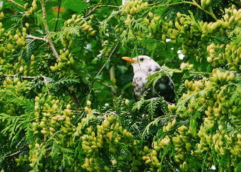 View of a bird on tree