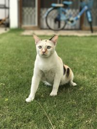 Portrait of cat sitting in 
