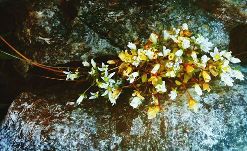 Yellow flowers growing on tree