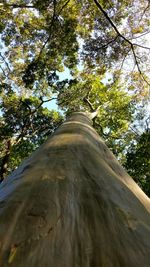 Low angle view of tree against sky